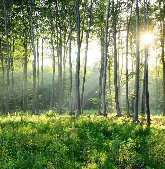Carta da parati per il bagno della pineta