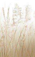 Carta da parati beige con fiori di campo di grano