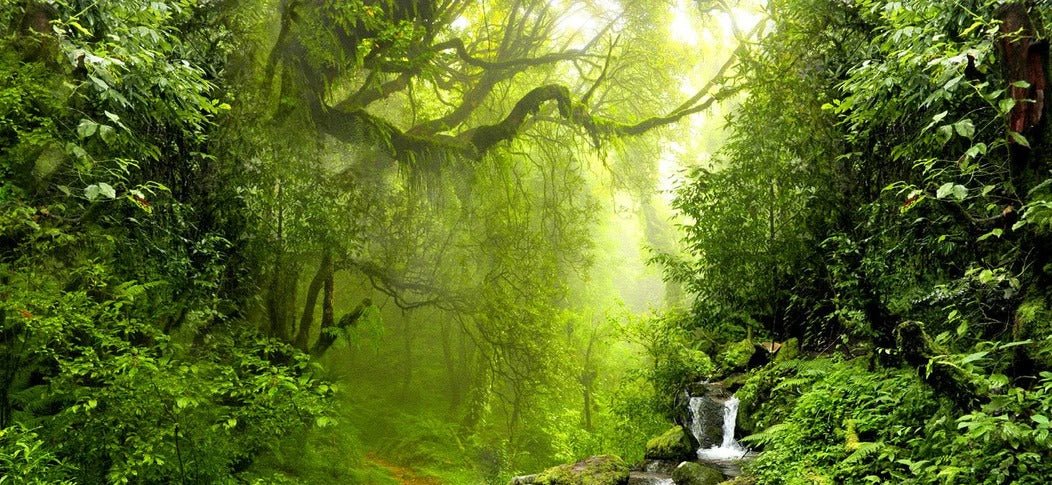 Carta da parati Cascade & Forest