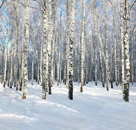 Carta da parati per toilette Bouleau Wood Forêt