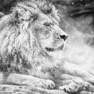 Il re leone della giungla wallpaper