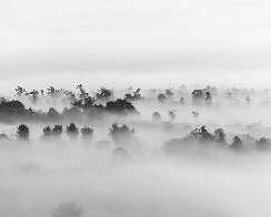 Carta da parati in legno nebbioso