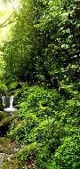 Carta da parati Cascata e foresta