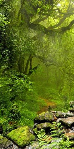 Carta da parati Cascade & Forest