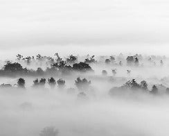 Carta da parati in legno nebbioso