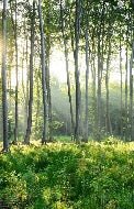 Carta da parati per il bagno della pineta
