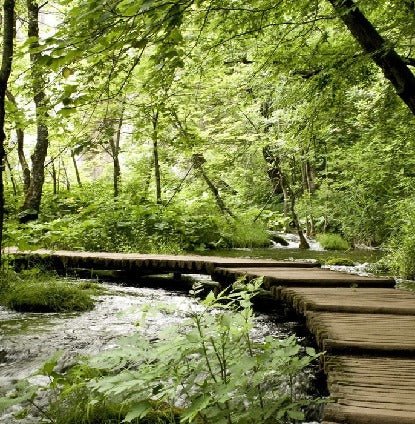 Bistro trompe l'oeil sentiero forestale carta da parati
