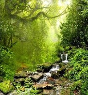 Carta da parati Cascade & Forest