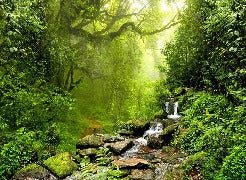 Carta da parati Cascade & Forest