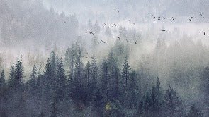 Carta da parati Foresta della Cina