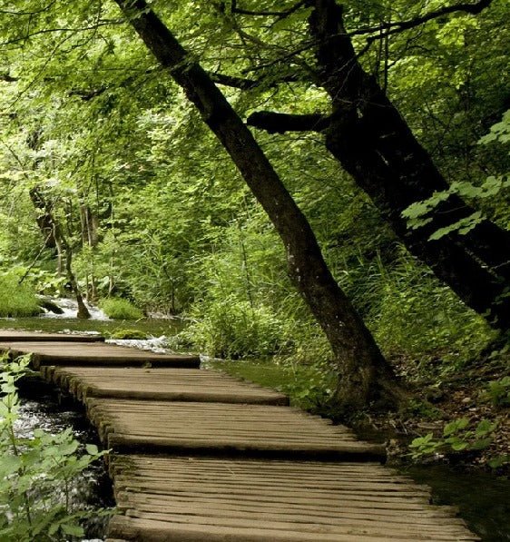 Bistro trompe l'oeil sentiero forestale carta da parati