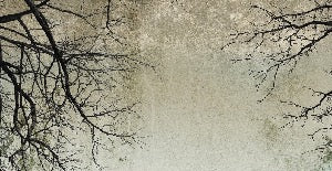 Carta da parati Foresta incantata