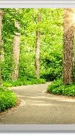Carta da parati wc walk in the forest