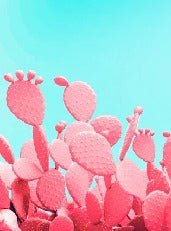 Carta da parati pop cactus