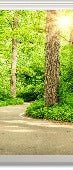 Carta da parati wc walk in the forest