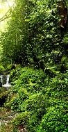 Carta da parati Cascata e foresta