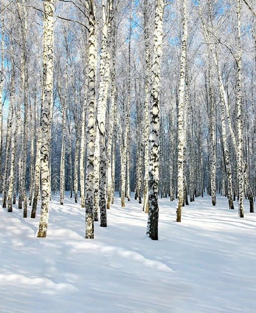 Carta da parati foresta di betulle