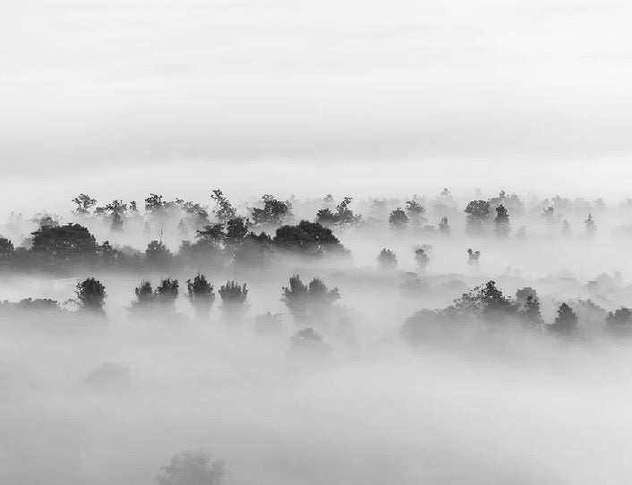 Carta da parati in legno nebbioso