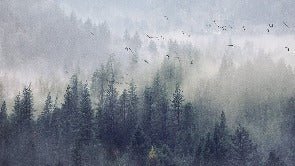 Carta da parati Foresta della Cina