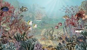 Carta da parati Vita sotto il mare