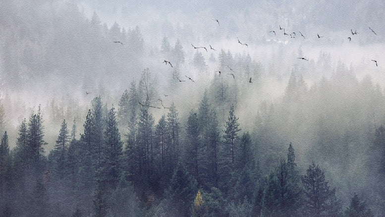 Carta da parati Foresta della Cina