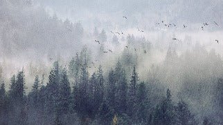 Carta da parati Foresta della Cina