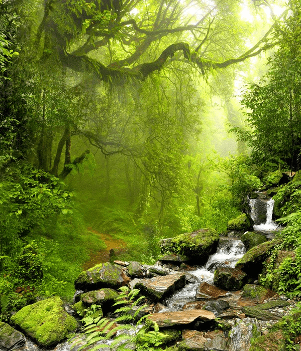 Carta da parati Cascata e Foresta - H250cm x L214cm - Materiale Vinile