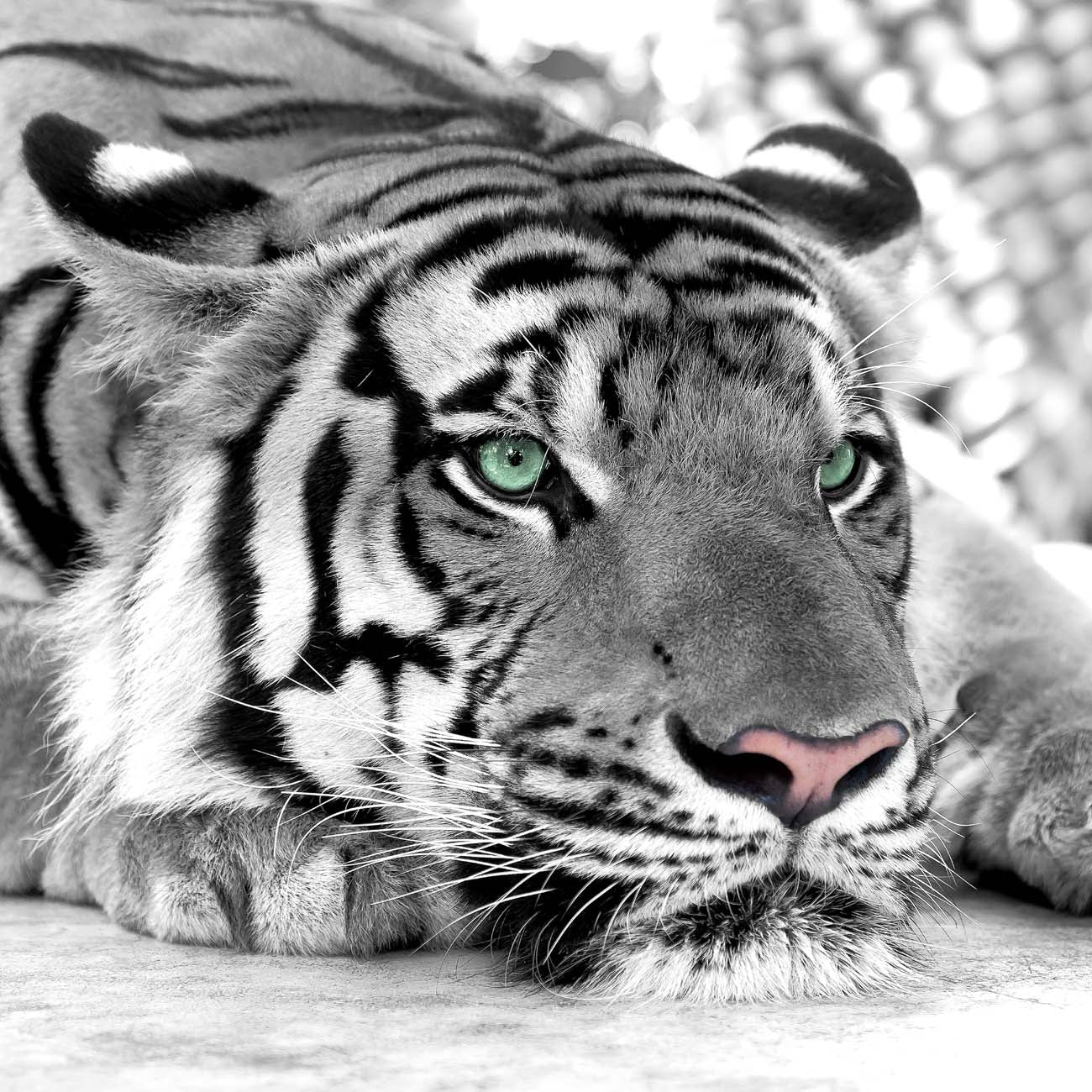 Papier peint Tigre Blanc Majestueux, XXL, tendance