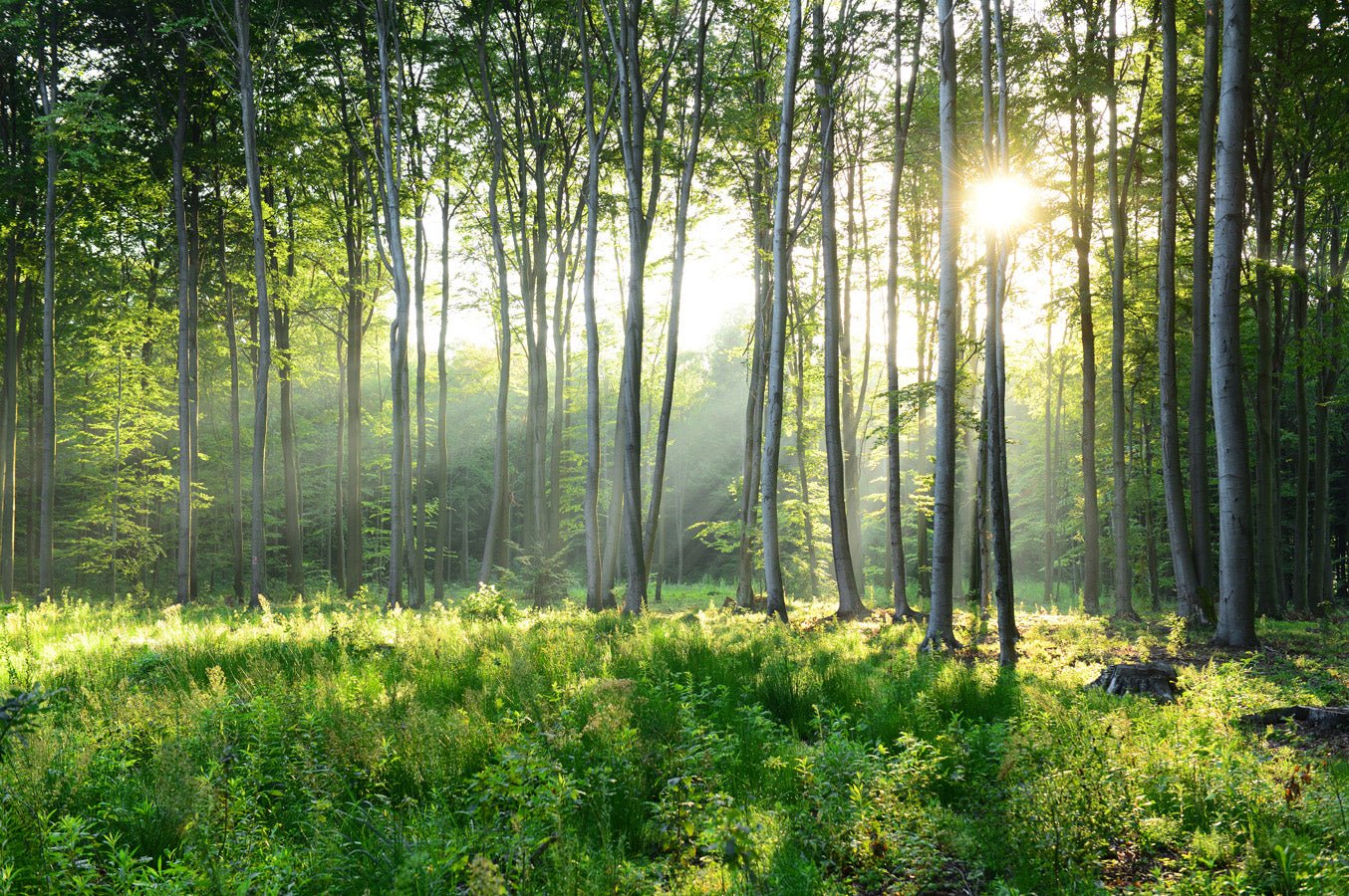 Papier peint wc Forêt de Pins, mural concept, tendance