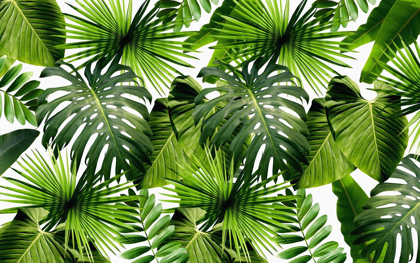 Papier peint Verdure, mural concept, tendance