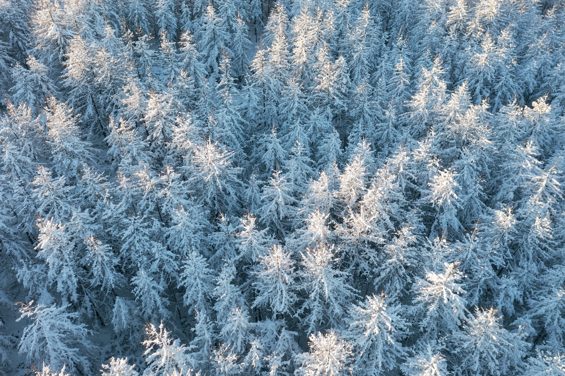 Papier peint forêt cimes Alpines, XXL, tendance