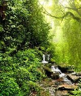 Carta da parati Cascata e foresta