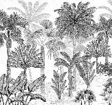 Papier peint jungle cocotier tendance gravure, XXL, tendance