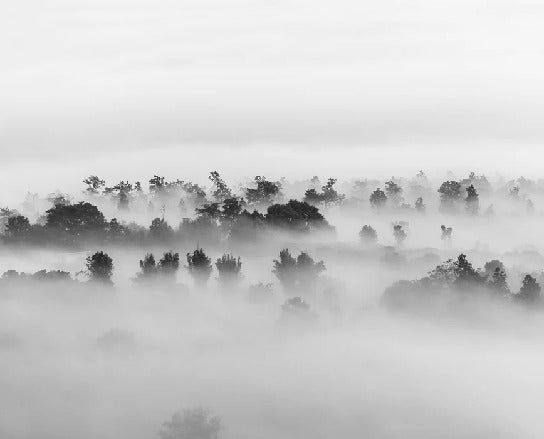 Carta da parati in legno nebbioso