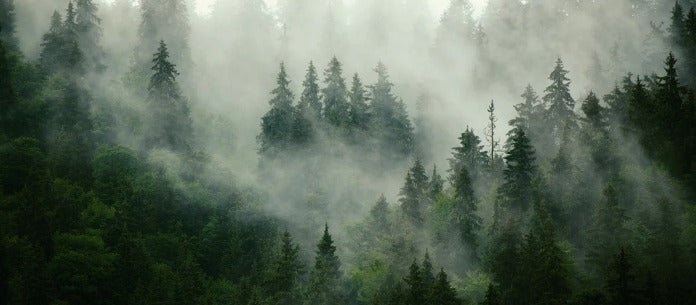 Carta da parati verde foresta nebbiosa