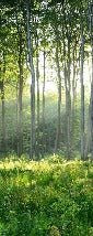 Carta da parati per il bagno della pineta