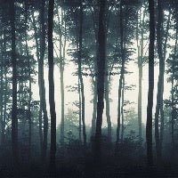 Carta da parati con nebbia autunnale