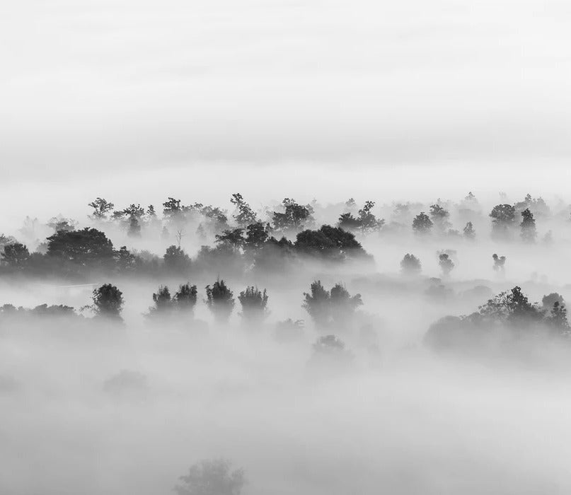Carta da parati in legno nebbioso