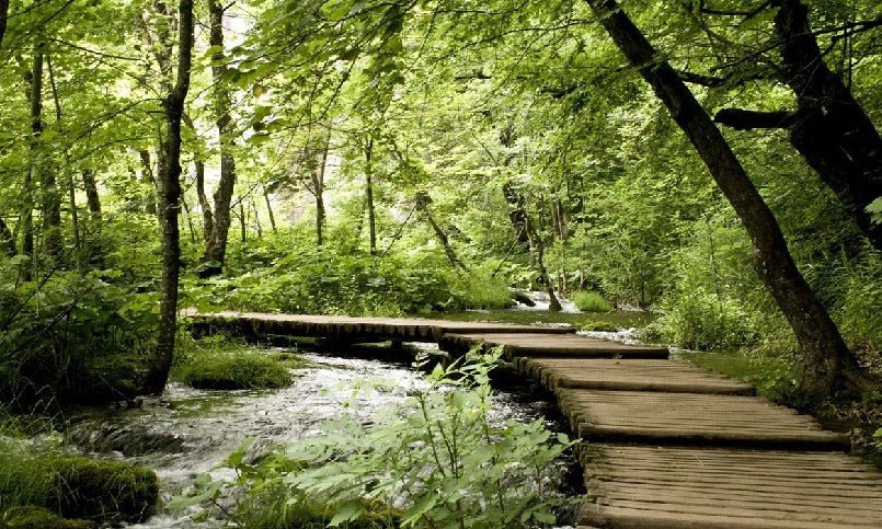 Bistro trompe l'oeil sentiero forestale carta da parati