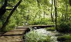 Carta da parati bistrot trompe l'œil sentiero nel bosco