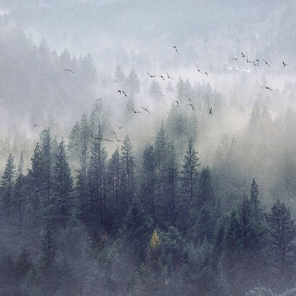 Carta da parati Foresta della Cina