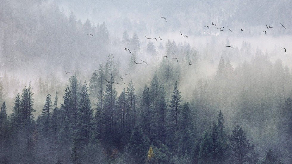 Papier peint Forêt de Chine, XXL, tendance