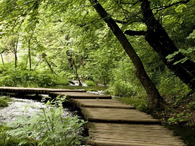 Bistro trompe l'oeil sentiero forestale carta da parati