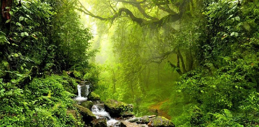 Carta da parati Cascade & Forest