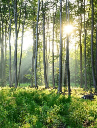 Carta da parati per il bagno della pineta