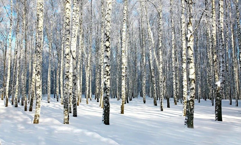 Carta da parati foresta di betulle