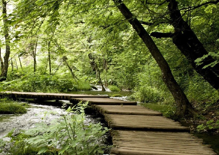 Bistro trompe l'oeil sentiero forestale carta da parati