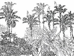 Panther jungle wallpaper