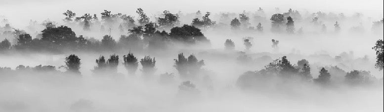 Carta da parati in legno nebbioso