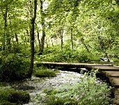 Bistro trompe l'oeil sentiero forestale carta da parati